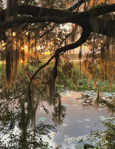 Wetland sunset in northern Florida (4159x5375)(OC)