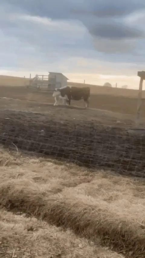 I could spend all day watching these buddies playing