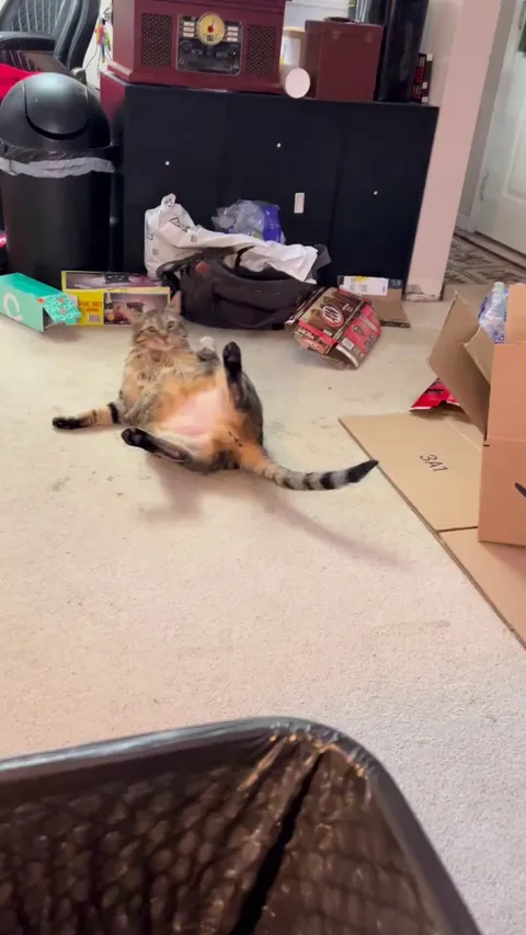 My cat has been doing this for a few days and I don’t know if it’s normal