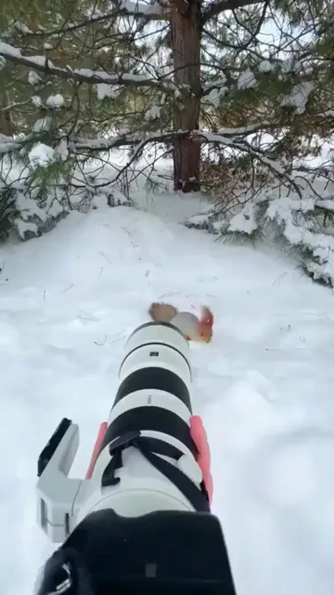 A red squirrel foraging in the snow