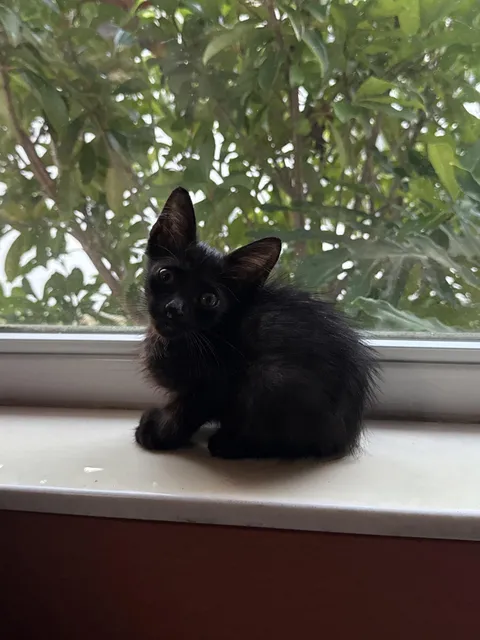 our unexpected addition