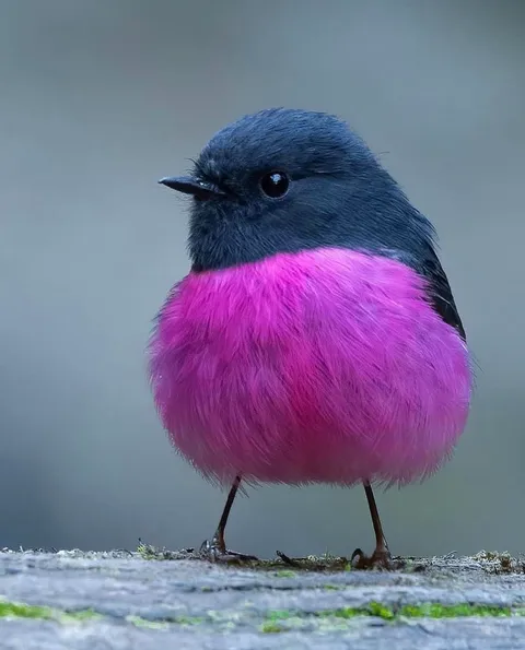 🔥 A Pink Robin.