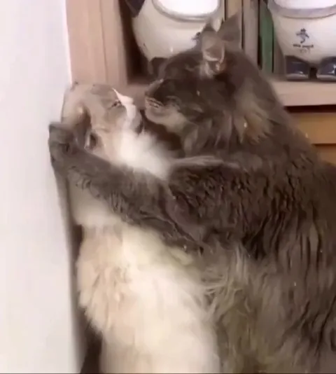 Cats in love