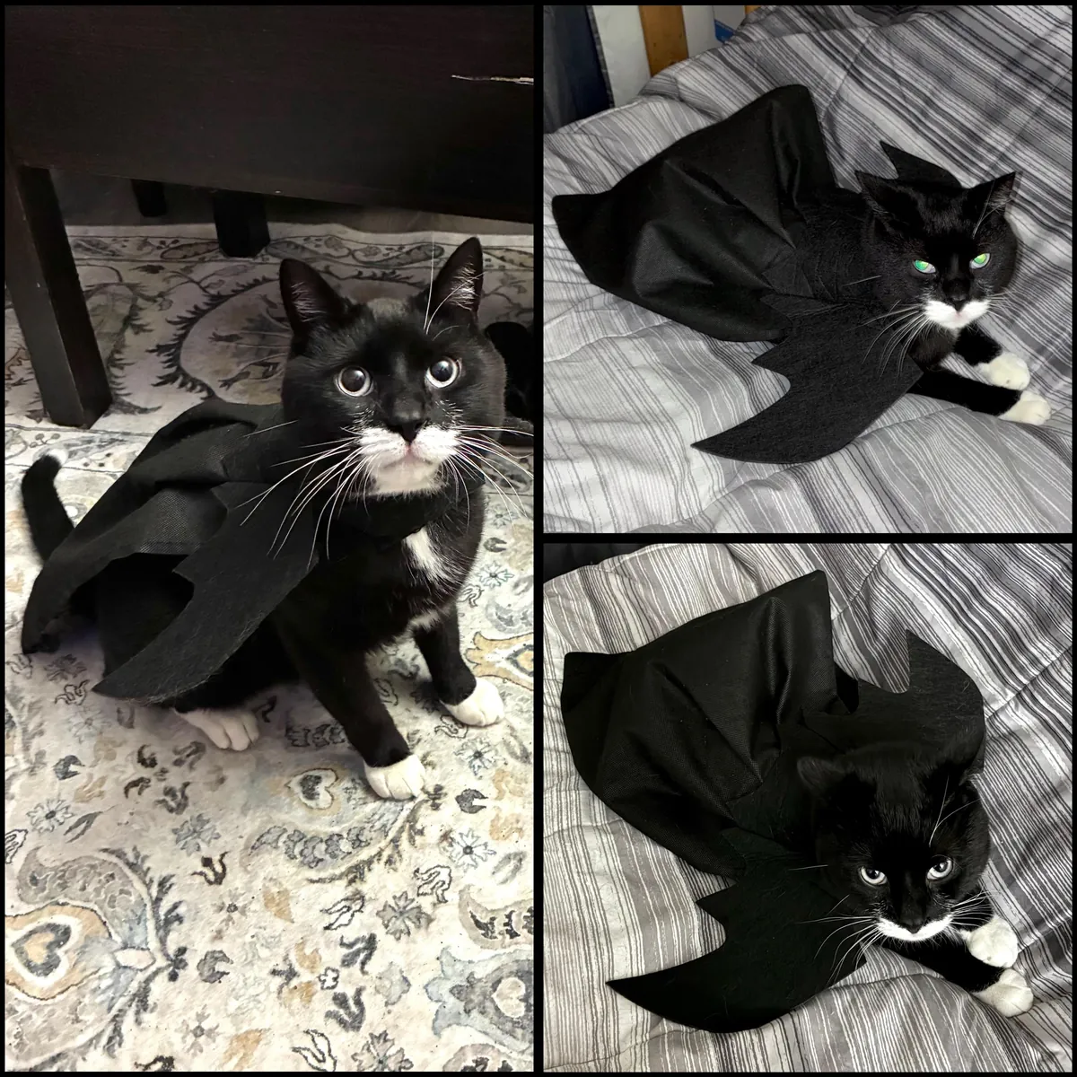 Please enjoy pictures of my voids in Halloween costumes!