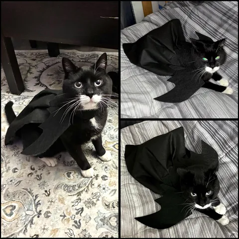 Please enjoy pictures of my voids in Halloween costumes!