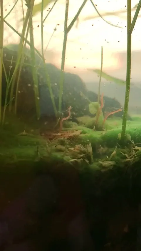 5 Years After Putting Pond Water and Pond Muck In a Sealed Jar