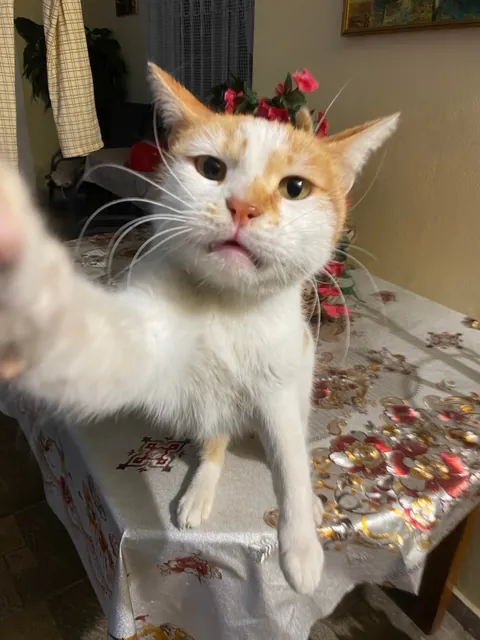 Looks like she took a seflie 😹