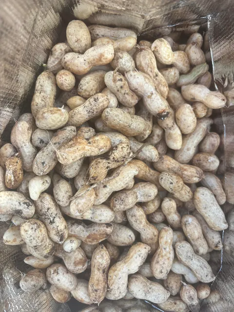 favorite harvest of the year