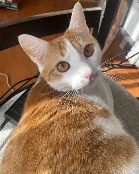 what color are his eyes