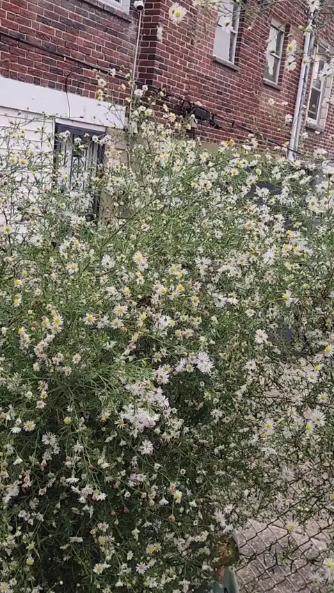 My aster is absolutely overrun with bees. I've had it for 3 years and this is the first time this has happen. Is it normal?? The video doesn't do the situation justice. I'm in Philadelphia