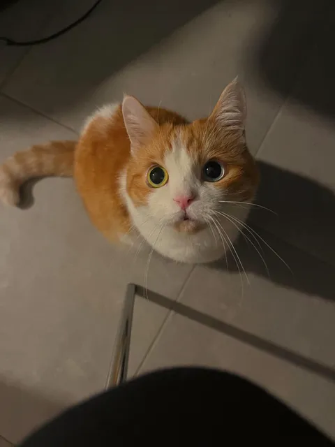 POV: Frida wants to jump on your lap. Will you let her?