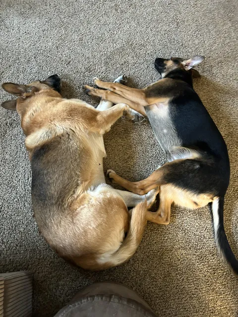 much rare, very speshul