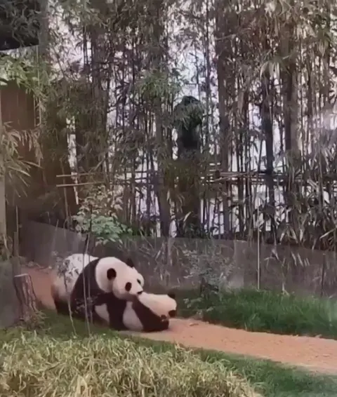 Apparently kids not listening to their parents is universal