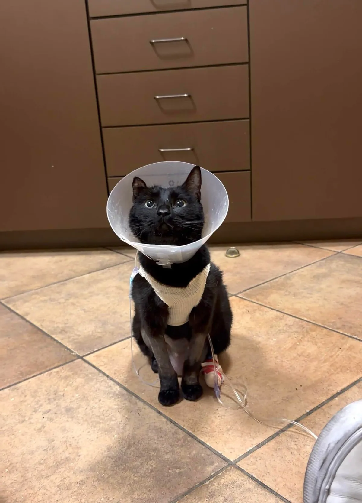 I lost my soul cat 💔