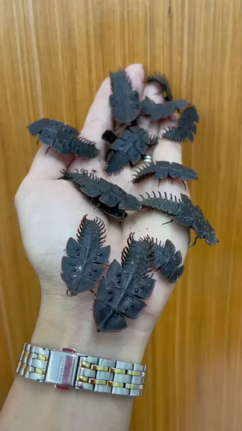 These prehistoric looking beetles