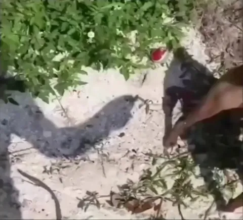 And this we call the funny walk