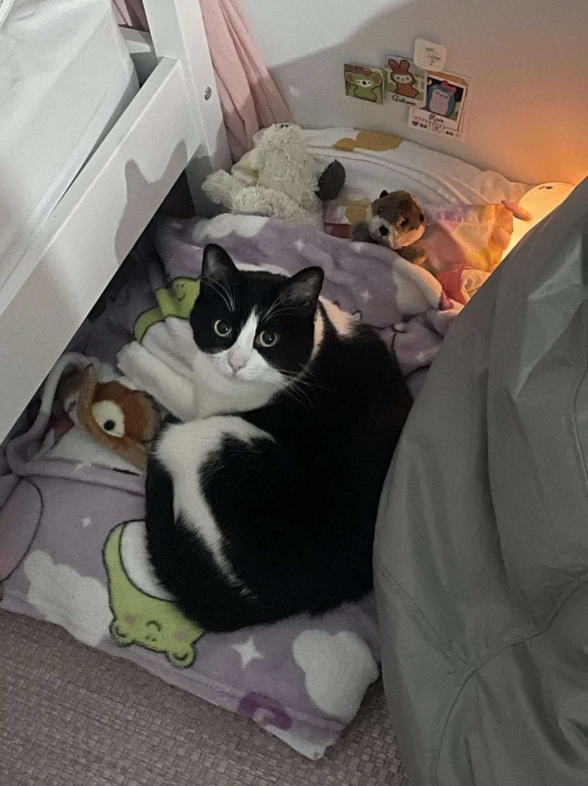 My daughter made a bed for her toys and Bruno stole it