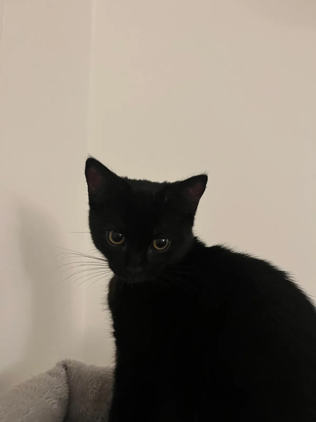 Who said black cats don’t photograph well? 🤔