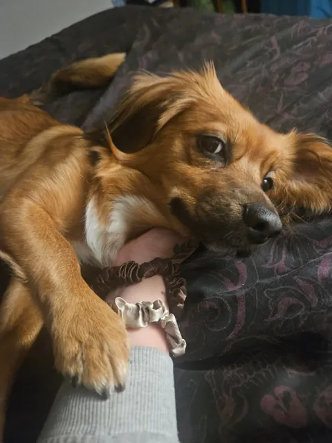 I cannot express enough just how much joy this guy brings me every single day.