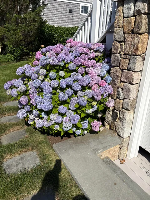 My mom’s hydrangea down the cape! Happy 4th to those who celebrate!