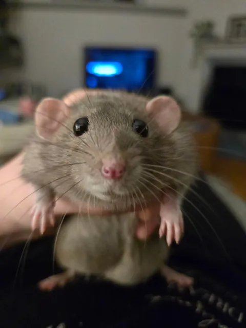 Jimily staring into your soul