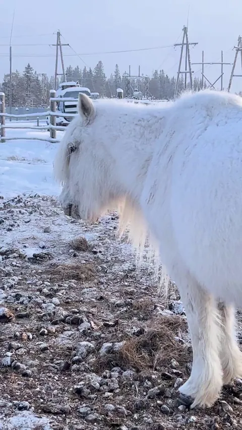 Yakut horses are the only horses that can withstand temperatures of -60 degrees Celsius. They live outdoors all year round without needing warm stables. They find food by digging deep into the snow, about 50 cm, with their hooves.