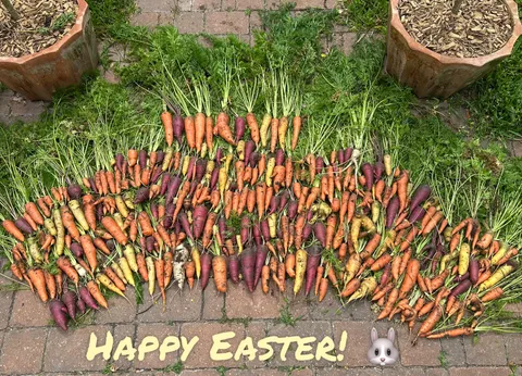 Happy Easter everyone!  Got 34 lbs of carrots this year, after removing all the tops and the rotted or cracked ones.