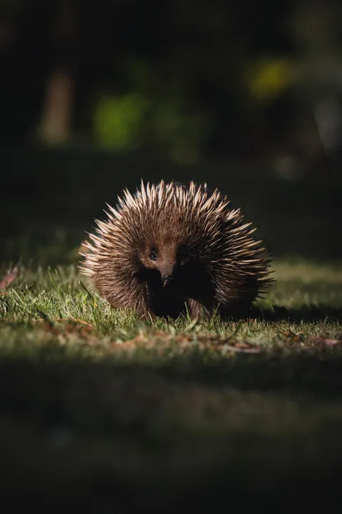 ITAP of an Echidna