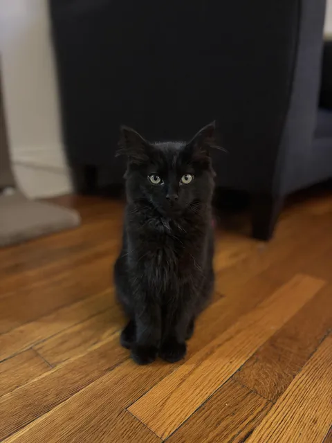 Adopted this little baby boy yesterday