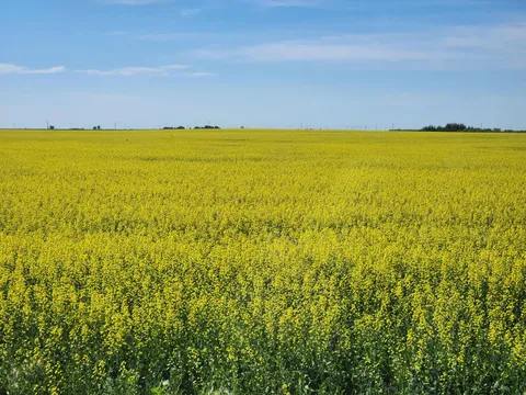 Canola blooming in Saskatchewan Canada. Photo by me.