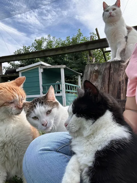 My Sundays are for volunteering at a cat hospice. I think I look forward to it even more than them