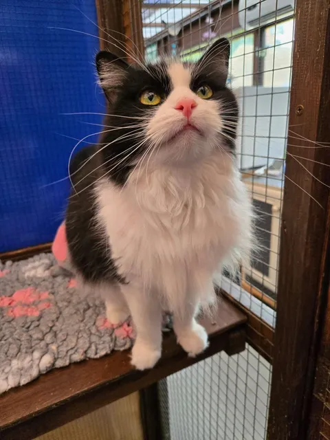 my cat has giant antennas