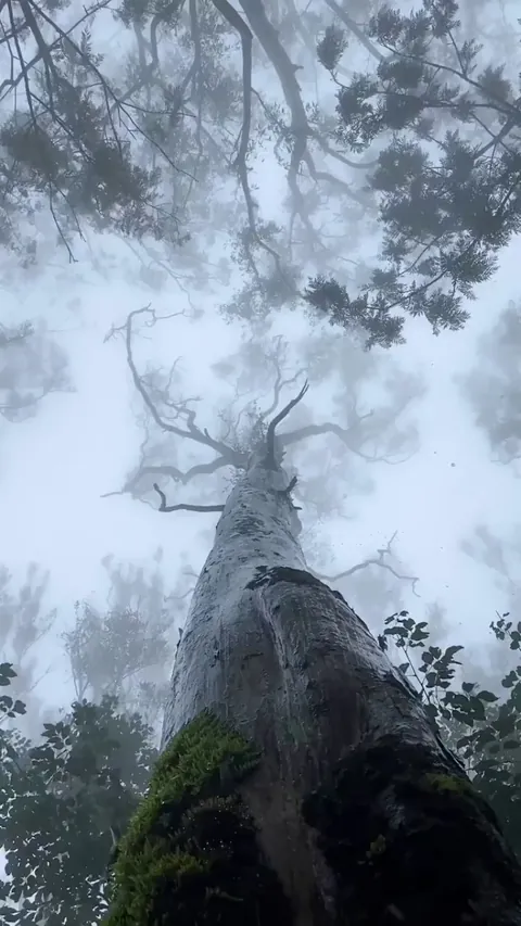 Rain tree in India