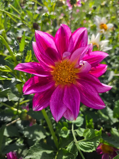 Late summer in the garden