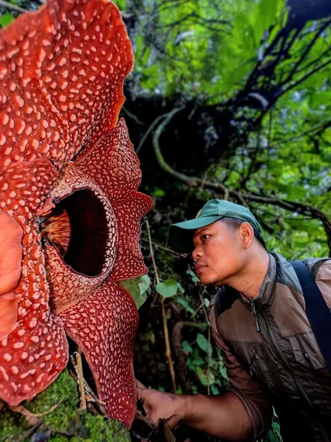 13 years searching - Ultra Rare Rafflesia corpse flower bloom in Sumatra rainforest