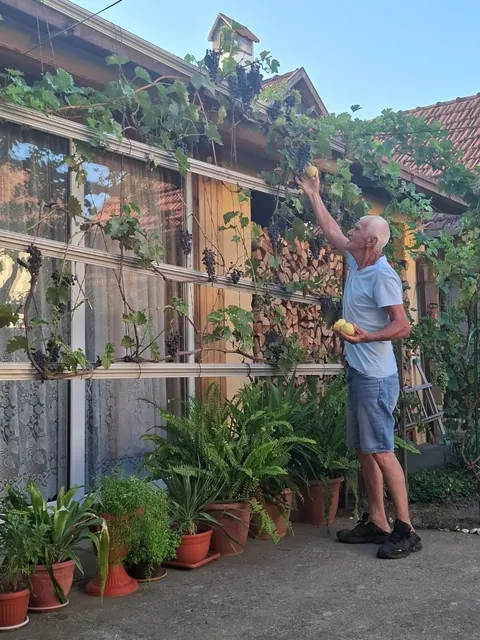 My pumpkin collection and a little vineyard