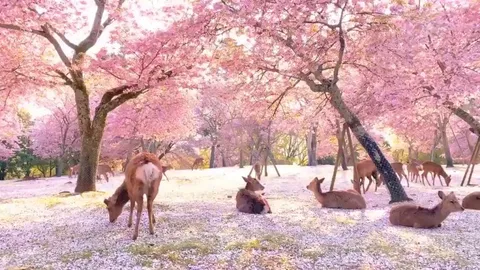 🔥Deer chilling under cherry blossoms in Nara Park, Japan.