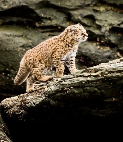 🔥Meet The Kodkod: One of the World's Smallest Wild Cats