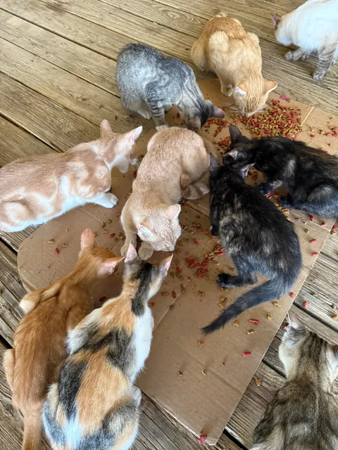 Why does my cat just lay on the food in the middle of everyone one else while they eat?