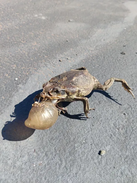 Found this in the parking lot of my condo this morning..