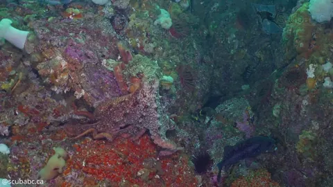 🔥 A Giant Pacific Octopus Exploring the Reef [OC]