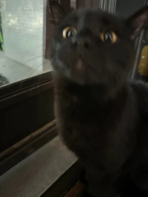 My Black Bobtailed Void