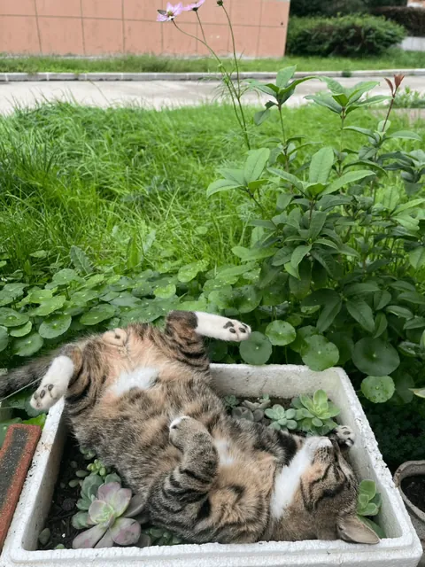 You’re just too cute to move... I’ll let you nap there for a while. 😂