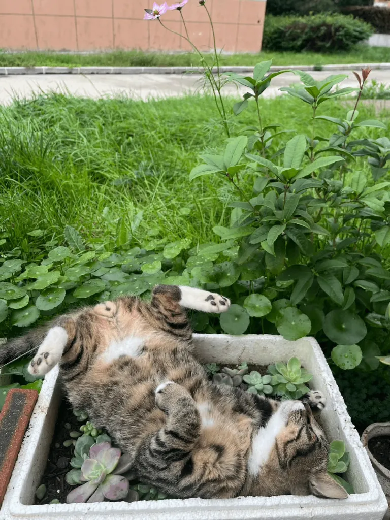 You’re just too cute to move... I’ll let you nap there for a while. 😂