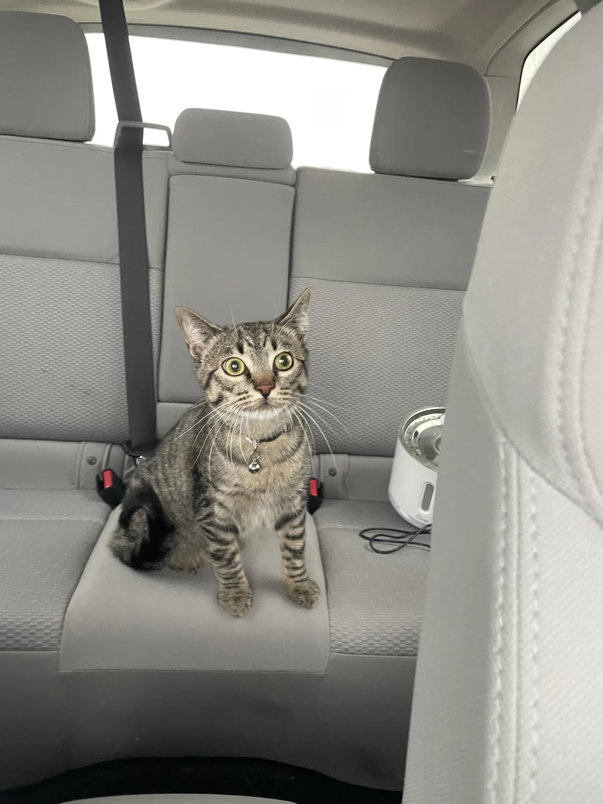 my cat refused to get in his carrier so i decided to let him rawdog the 5 min drive home. bro sat here like this the entire time 😭