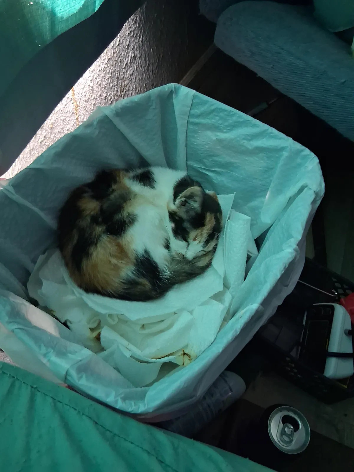 We were looking all over for the cat