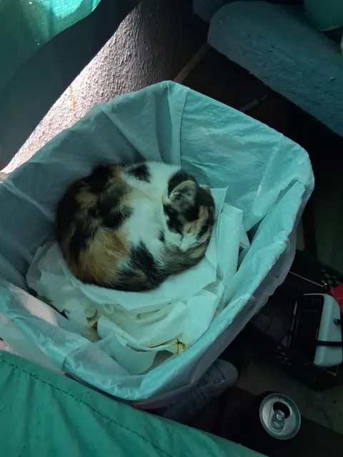 We were looking all over for the cat