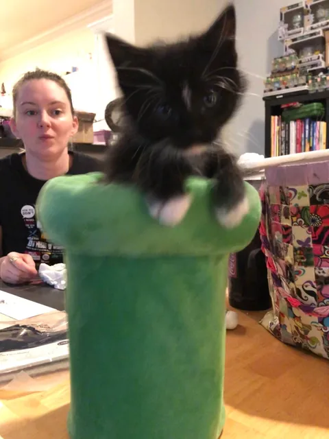 I never wanted to have to make this post. For my baby, Turkleton