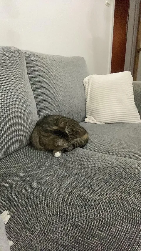 My cat died today. I miss her so much.