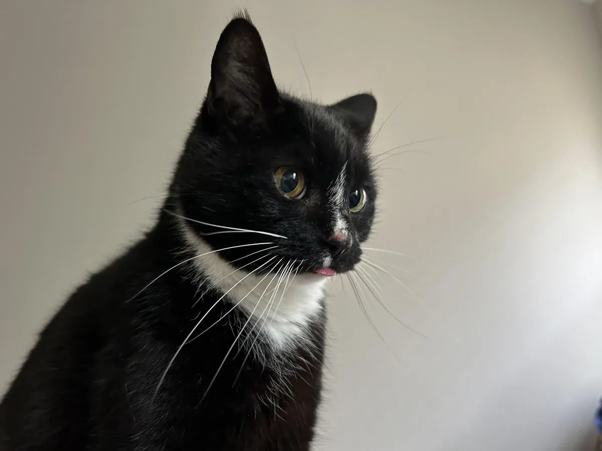 Came with the house we bought